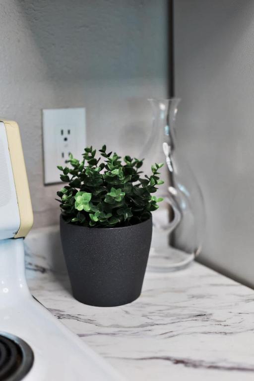 a plant in a pot sitting on a counter at Modern condo closest to the University of SC in Columbia