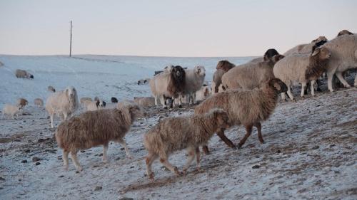 Khustai Nomad Family Stay