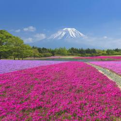 Yamanashi 20 of the cabins